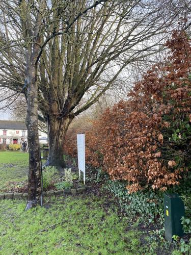 Precept Funded  Tree Safety Risk Assessment on The Green 