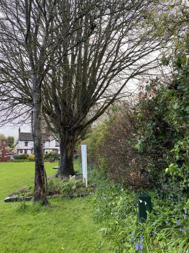 Precept Funded Project Renovation 2024 : Tree Risk Assessment on The Green 